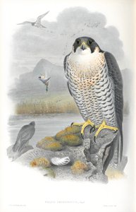 Illustration av Falco Peregrinus (Peregrine Falcon) av John Gould