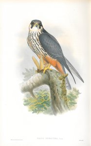 Illustration av Falco Subbuteo (hobby) av John Gould