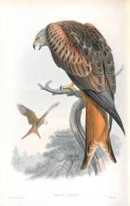 Illustration av Milvus Regalis (drake; Gilead) av John Gould