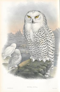 Illustration av Nyctea Nivea (snöuggla) av John Gould