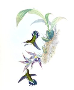 Illustration av Phlogophilus hemileucurus på Paphinia cristata (orkidé) av John Gould