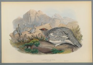 Lagopus Mutus, höstens fjäderdräkt: ripa (färg litho på vävt papper) av John Gould