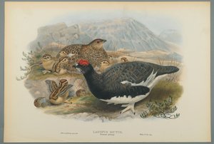Lagopus Mutus, sommarfjäderdrakt: ripa (färg litho på vävt papper) av John Gould