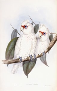 Långnäbbad kakadua av John Gould