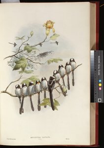 Långsvansmes av John Gould