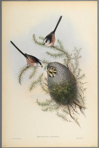 Mecistura Caudata - Långsvansmes (färg litho på vävt papper) av John Gould