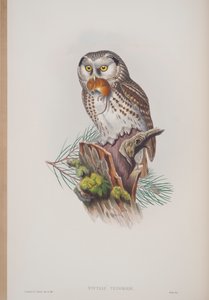Nyctale Tengmalmi, tallrik från The Birds of Great Britain av John Gould, publicerad 1862-73 (handfärgad litho) av John Gould