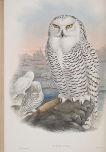 Nyctea Nivea, tallrik från The Birds of Great Britain av John Gould, publicerad 1862-73 (handfärgad litho) av John Gould