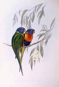 Utsmyckad lorikeet (Trichoglossus ornatus), gravyr av John Gould av John Gould