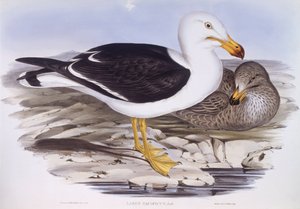 Stillahavsmås (Larus pacificus), Gravyr av John Gould av John Gould