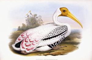 Målad stork av John Gould