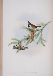 Parus Cristatus, tallrik från The Birds of Great Britain av John Gould, publicerad 1862-73 (handfärgad lito)