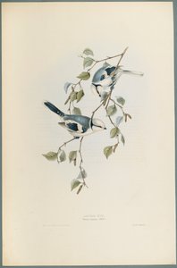Parus Cyanus: Azurmes (färg litho på vävt papper) av John Gould