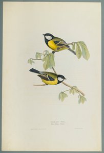 Parus Major: Talgox (färg litho på vävt papper) av John Gould