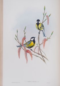 Parus Major, tallrik från The Birds of Great Britain av John Gould, publicerad 1862-73 (handfärgad litho) av John Gould