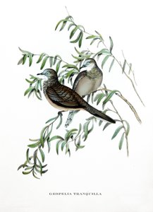 Peaceful Dove, fåglar från Australien, gravyr ur bok av John Gould (1804-1881) "Tropical Birds" av John Gould