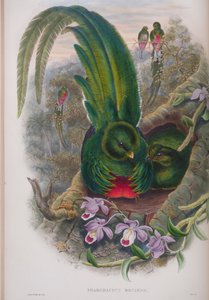 Pharomacrus Mocinno, tallrik från The Birds of Great Britain av John Gould, publicerad 1862-73 (handfärgad litho) av John Gould