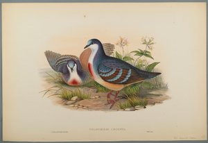 Philogoenas Cruenta (färg litho på vävt papper) av John Gould