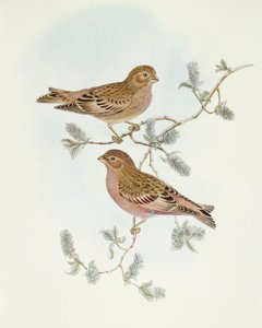 Rosenfinke (Erythrospiza incarnata), Indgravering af John Gouldswed av John Gould