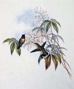 Ruby-throated Hummingbird (Archilochus colubris), gravyr från Monograph of Trochilidae eller Humming Birds (1849-1861), av John Gould (1804-1881), Storbritannien