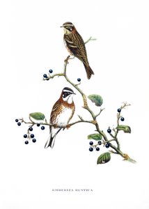 Rustic Bunting, fåglar från Asien (Kina och Japan), gravyr ur bok av John Gould (1804-1881) "Tropical Birds" av John Gould