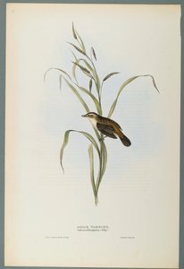 Salicaria Phragmatis: Sedge Warbler (färg litho på vävt papper) av John Gould