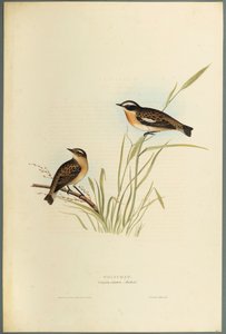 Saxicola Rubetra - Whinchat (färg litho på vävt papper) av John Gould