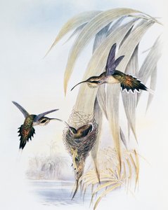 Fjällstrupig eremit (Phaethornis eurynome), gravyr från Monograph of Trochilidae eller Humming Birds (1849-1861), av John Gould (1804-1881), Storbritannien av John Gould