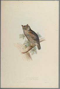 Scops Aldrovandi - Scops Eared Owl (färg litho på vävt papper) av John Gould
