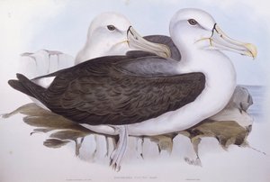 Blyg albatross (Diomedea o Thalassarche cauta), Gravyr av John Gould av John Gould