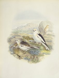 Snösparv (Plectrophenax nivalis), illustration av John Gould