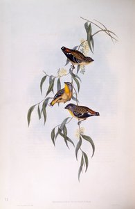 Fläckig pardalot (Pardalotus punctatus), gravyr av John Gould av John Gould