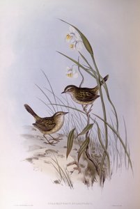 Trästrimmig calamanthus (Calamanthus fuliginosus), gravyr av John Gould av John Gould