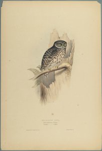 Strix Pafsernia - Noctua (färg litho på vävt papper) av John Gould