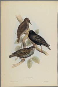 Sturnus Vulgaris - Stare (färg litho på vävt papper)