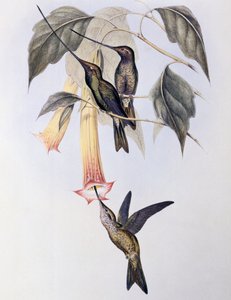 Svärdnäbbad kolibri (Docimastes ensiferus) av John Gould