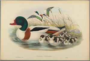 Tadorna Vulpanser: Sheldrake (färg litho på vävt papper) av John Gould