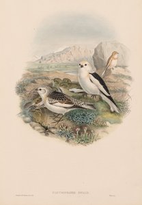 Storbritanniens fåglar: Plestrophanes nivalis. av John Gould