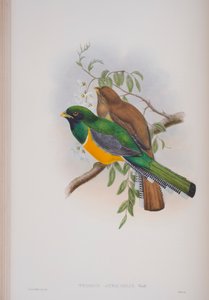 Trogon Atricollis, tallrik från The Birds of Great Britain av John Gould, publicerad 1862-73 (handfärgad lito) av John Gould