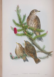 Turdus Viscivorus, tallrik från The Birds of Great Britain av John Gould, publicerad 1862-73 (handfärgad lito) av John Gould