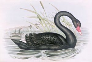 Okänd bild av John Gould
