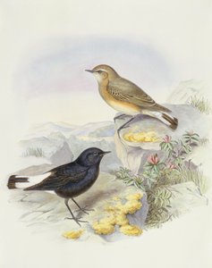 Variabelt vete (Oenanthe picata), gravyr av John Gould av John Gould