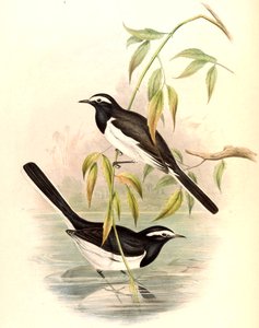 Vitbrynad vippsvans Motacilla maderaspatensis Gmelin av John Gould
