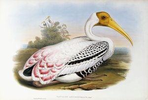Vithövdad Ibis; Tantalus Leucocephalus, ca 1850-1873 av John Gould