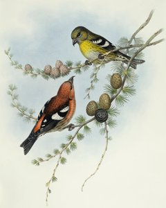 Vitvingad korsnäbb (Loxia leucoptera), Gravyr av John Gould av John Gould