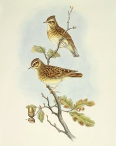 Trälärka (Lullula arborea), Gravyr av John Gould av John Gould