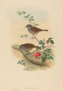 Accentor modularis (Dunnock) av John Gould and H.C. Richter