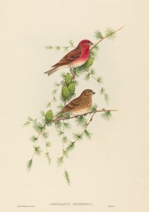 Carpodacus erythrinus (vanlig rosenfink)