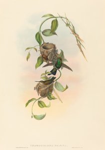 Chlorostilbona prasina (Puncherans smaragd)