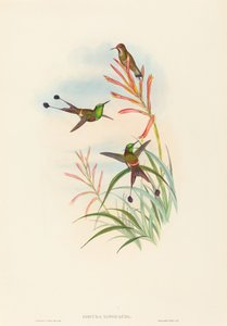 Discura longicauda (racket-svans)